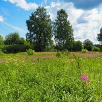 Лето - июль. :: Милешкин Владимир Алексеевич Лето - июль. :: Милешкин Владимир Алексеевич