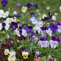 разноцветное семейство :: vg154 