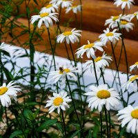 Ромашки :: Игорь Сикорский