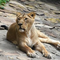 Московский Зоопарк. Львица. :: Наташа ***** Московский Зоопарк. Львица. :: Наташа *****