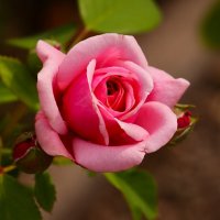 Доброе утро :: Юрий. Шмаков