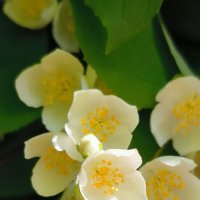 Июль с ароматом жасмина. :: Ольга 