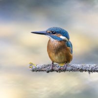 зимородок. :: юрий макаров