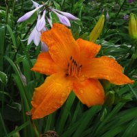 Оранжевый красавчик :: Людмила Смородинская