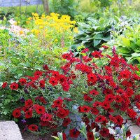 Петуния :: Александр Щеклеин