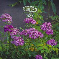 Цветение :: Владимир Кроливец