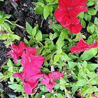 Цветы. :: Владимир Драгунский Цветы. :: Владимир Драгунский