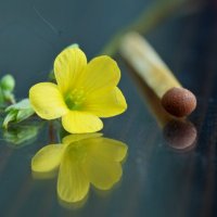 жёлтый малыш... :: Андрей Катков