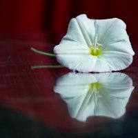 вьюнок :: Андрей Катков