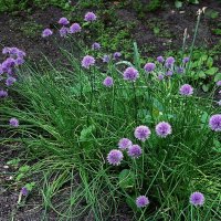 Лук скорода :: Рита Симонова