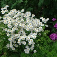 Пижма девичья или Пиретрум девичий :: Рита Симонова