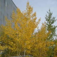 Осень в городе :: Anna Ivanova