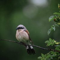 Жулан :: Зинаида Манушкина Жулан :: Зинаида Манушкина