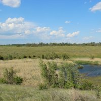 Местные виды. :: Виктор 