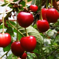 Лето красное урожайное :: Татьяна Р 