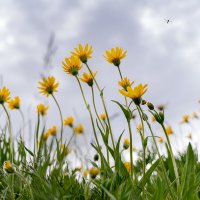 Желтые цветы :: Юрий Харченко