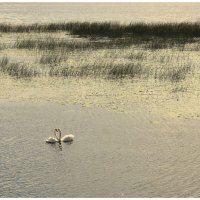 Идиллия... :: Aleksandr Gal Идиллия... :: Aleksandr Gal