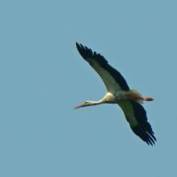 белый аист :: gawrilа - dan