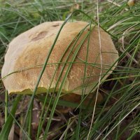 Гриб :: Freddy 97