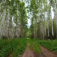 Лесными дорогами.... :: Алена