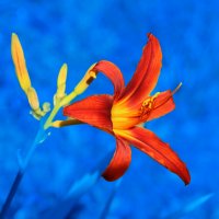 Ильский лилейник :: Евгений 