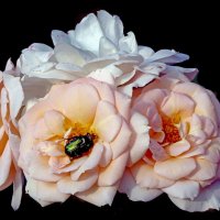 15 июля :: Михаил Бибичков