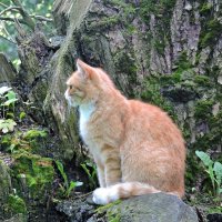 Уличный котейка :: Мария Васильева