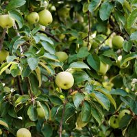 Антоновка. Яблоне -70 лет! :: Валерий Судачок