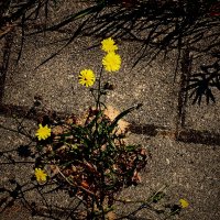 Летние этюды 63 :: Алексей Кузнецов Летние этюды 63 :: Алексей Кузнецов