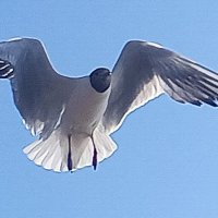 Чайка :: Сапсан 