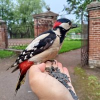 Дятел :: Сапсан 