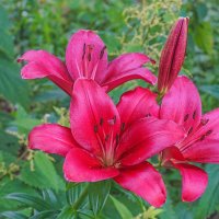 Цветение лилий :: Ольга 