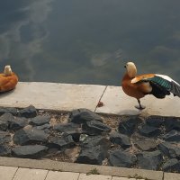 Йога у огарей :: Андрей Лукьянов