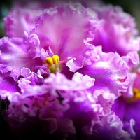 маленькие радости :: Олег Лукьянов