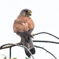 Пустельга. :: Владимир Безбородов