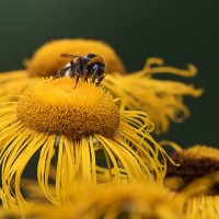 Цветет девясил. :: Владимир Безбородов