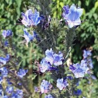 Синяк обыкновенный :: Veera V Синяк обыкновенный :: Veera V