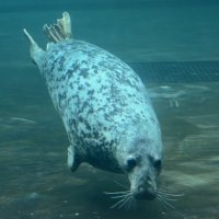 Ластоногие :: <<< Наташа >>>