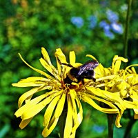 Июль...Прилетел шмель покормиться! :: Владимир 