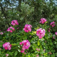 Розы :: Анатолий Чикчирный Розы :: Анатолий Чикчирный