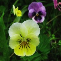 Анютки :: Людмила Смородинская Анютки :: Людмила Смородинская