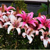 Вечерние лилии. :: Валерия Комова