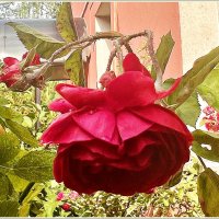 Роза. :: Валерия Комова