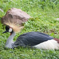 Московский зоопарк. Венценосный журавль. :: Наташа ***** Московский зоопарк. Венценосный журавль. :: Наташа *****