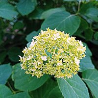 Цветы. :: Владимир Драгунский