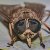 Эти глаза.... :: Александр Посошенко Эти глаза.... :: Александр Посошенко