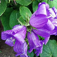 Цветы. :: Владимир Драгунский Цветы. :: Владимир Драгунский