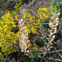 за городом :: Елена Шаламова