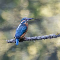 зимородок. :: юрий макаров