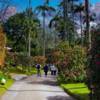 Magic Azores 63 :: Arturs Ancans